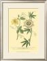 Passion Flower I by Johann Wilhelm Weinmann Limited Edition Print