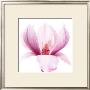 Magnolia Ii by Katja Marzahn Limited Edition Pricing Art Print