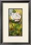 Rose Ii by Rian Withaar Limited Edition Print