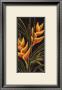 Heliconia by Yvette St. Amant Limited Edition Pricing Art Print