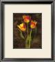 Three Tulips by John Seba Limited Edition Print