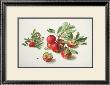 Apples And A Rose by Carlos Von Riefel Limited Edition Print