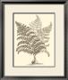 Sepia Munting Foliage Vi by Abraham Munting Limited Edition Print