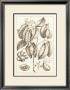 Sepia Exotics Ii by Pierre-Joseph Buchoz Limited Edition Pricing Art Print