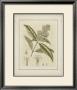 Tinted Botanical Ii by Samuel Curtis Limited Edition Print