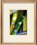 Bamboo by Marc Ayrault Limited Edition Print