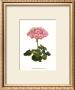 Pink Geranium Iii by Van Houtt Limited Edition Pricing Art Print