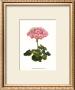 Pink Geranium Iii by Van Houtt Limited Edition Print