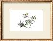 Thistles by Cal Hoy Limited Edition Pricing Art Print