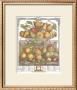 Twelve Months Of Fruits, 1732, March by Robert Furber Limited Edition Print