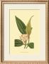 Tropical Ambrosia I by Sydenham Teast Edwards Limited Edition Print