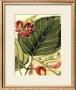 Fantastical Botanical I by Samuel Curtis Limited Edition Pricing Art Print