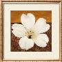 Azalea Blossom by Tamara Wright Limited Edition Print
