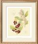 Berries And Blossoms Vi by Samuel Curtis Limited Edition Pricing Art Print