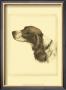 Danchin Cocker Spaniel by Danchin Limited Edition Print