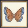 Butterfly Iii by Sophie Golaz Limited Edition Print