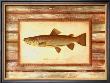 Brown Trout by Zachary Alexander Limited Edition Print