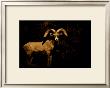 Western Ram by Jim Tunell Limited Edition Print