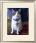 Elvis Cat by Robert Mcclintock Limited Edition Print