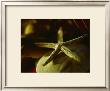 Starfish Iii by Philip Clayton-Thompson Limited Edition Print