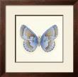Butterfly Vii by Sophie Golaz Limited Edition Print