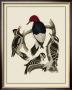 Bird Family Iii by A. Lawson Limited Edition Print
