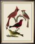 Bird Family Iv by A. Lawson Limited Edition Print
