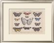 Papillons I by Pascal Cessou Limited Edition Print