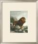 Lion, Barbary by Friedrich Specht Limited Edition Print