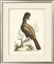 Regal Pheasants Iv by George Edwards Limited Edition Print