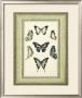 Papilio Collection Iii by Lebrun Limited Edition Print