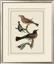 Bird Family I by A. Lawson Limited Edition Print