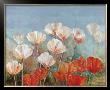 Blushing Poppies by Angellini Limited Edition Print