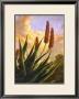 Aloes Glow by Rick Garcia Limited Edition Pricing Art Print