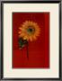 Flower On Red by Paul Hargittai Limited Edition Pricing Art Print