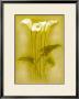 Iris Triptic Ii by Lewman Zaid Limited Edition Print