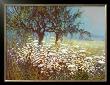 Field Of Daisies by G. Michaud Limited Edition Print