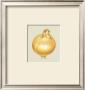 Onion by Alex Bloch Limited Edition Pricing Art Print