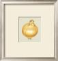 Onion by Alex Bloch Limited Edition Print