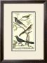 Bird Family Iv by Martinet Limited Edition Print