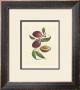 Plums by Linda Casey Limited Edition Print