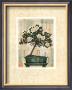 Azalea Bonsai by Gloria Eriksen Limited Edition Print