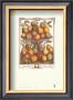 Twelve Months Of Fruits, 1732, February by Robert Furber Limited Edition Print