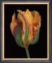 Tulipa Golden Artist by Derek Harris Limited Edition Pricing Art Print