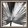 Black And White Palms Iii by Jason Johnson Limited Edition Print