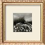 Sand Daisies by Chip Forelli Limited Edition Print
