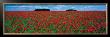 Cotswolds, Field Of Poppies by Tom Mackie Limited Edition Print