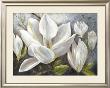 Tender Magnolias Ii by Anna Field Limited Edition Print