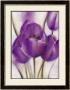 Purple Blossom Ii by Caroline Wenig Limited Edition Print