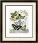 Butterfly Habitat I by Jennifer Goldberger Limited Edition Print